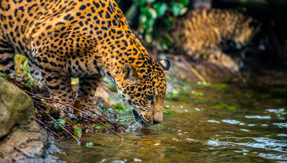Mayor felino de América, crucial para el equilibrio de los ecosistemas Mayor felino de América, crucial para el equilibrio de los ecosistemas