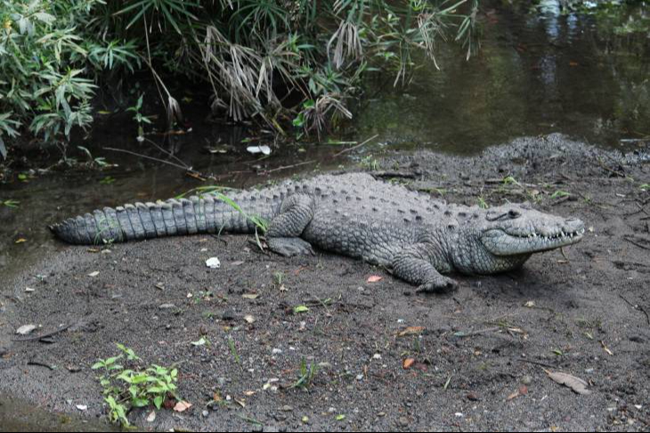 Se encuentra en los humedales de la Laguna de Términos Se encuentra en los humedales de la Laguna de Términos