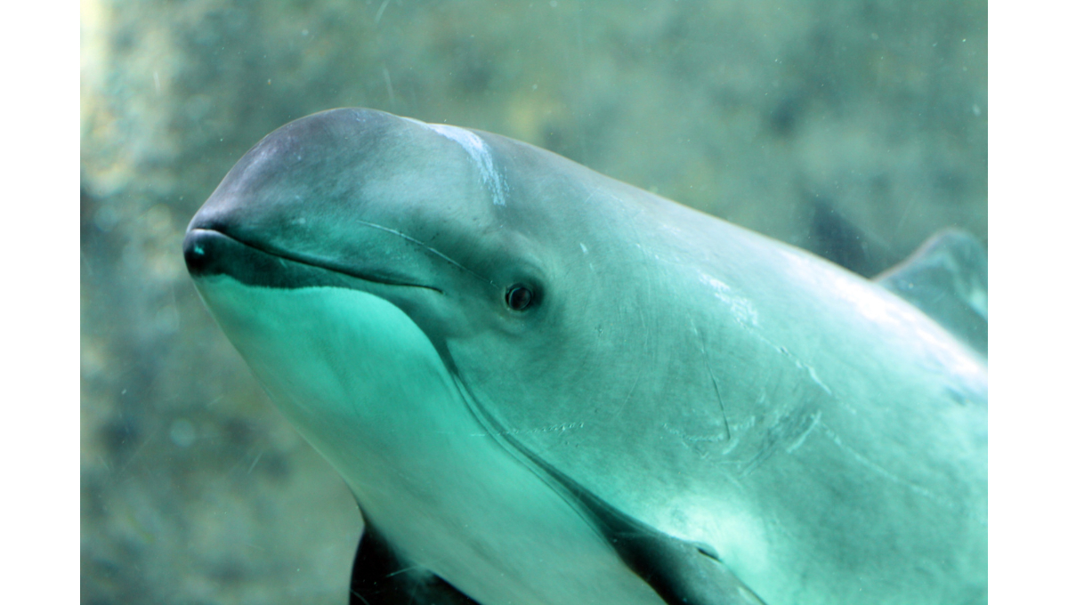 Uno de los mamíferos marinos más amenazados del mundo Uno de los mamíferos marinos más amenazados del mundo