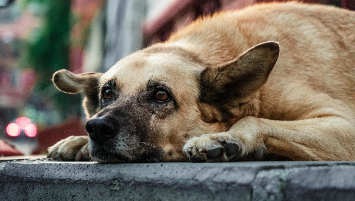 Fallece perrito ahorcado en el techo de una vivienda en la supermanzana 259 de Cancún 