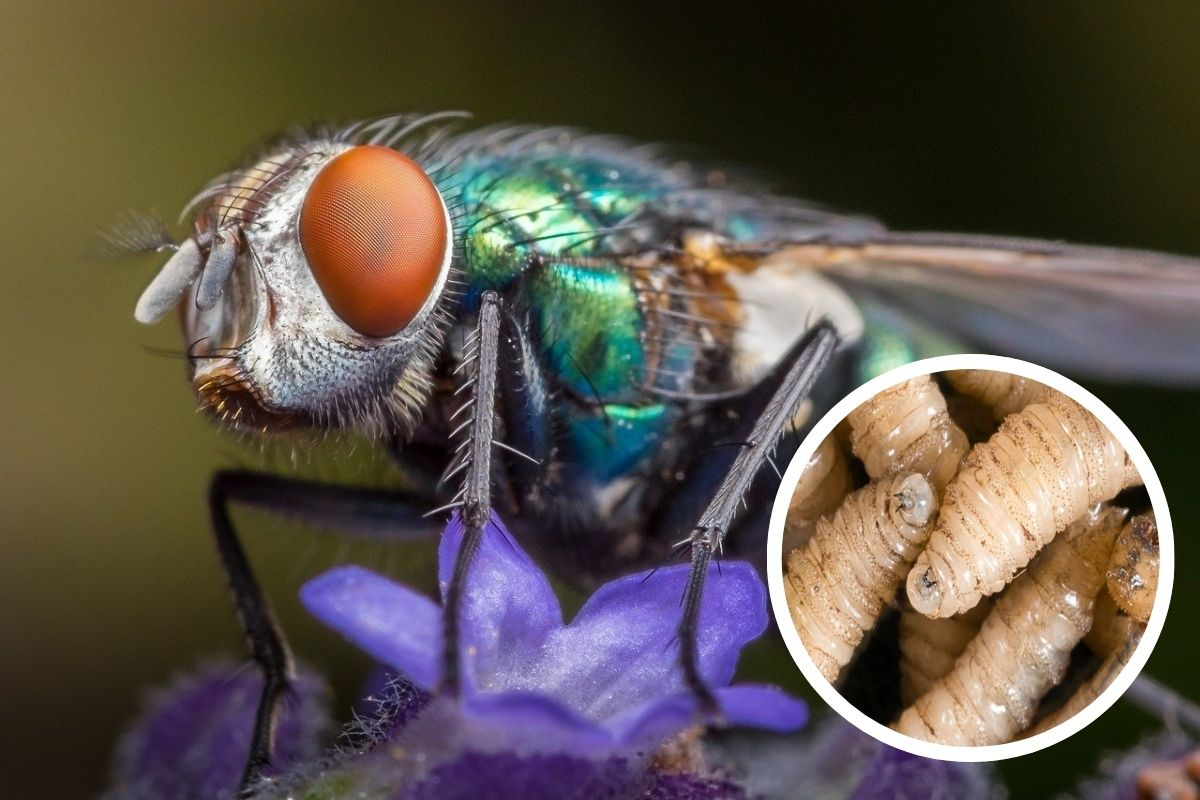 Infestación causada por las larvas de la mosca Cochliomyia hominivorax Infestación causada por las larvas de la mosca Cochliomyia hominivorax