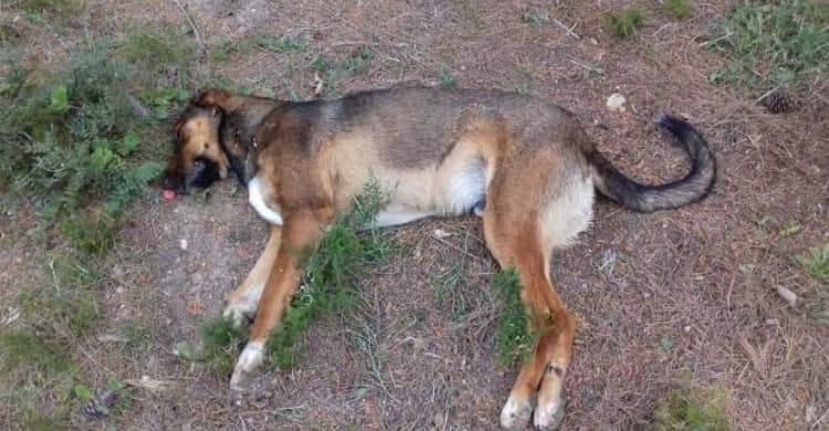 La comunidad de la colonia Siglo XXI denunció envenenamiento de perros, generando indignación y llamados a la acción La comunidad de la colonia Siglo XXI denunció envenenamiento de perros, generando indignación y llamados a la acción