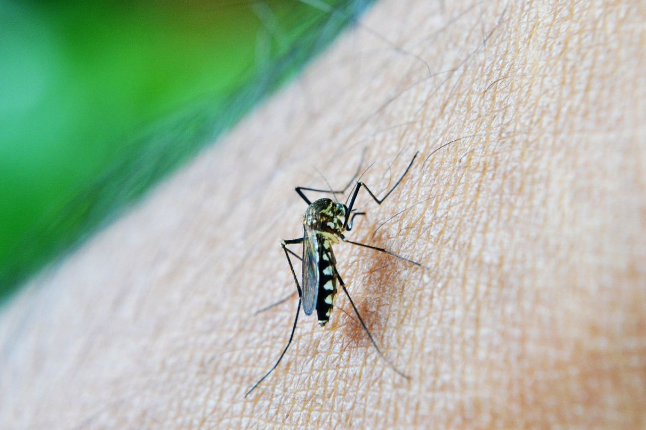 Confirman nuevo caso de  dengue con signos de alarma en Quintana Roo