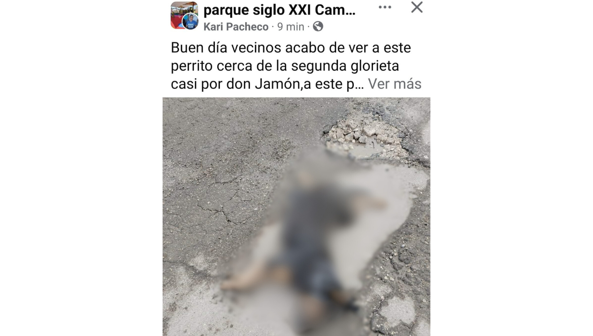 Un perrito escapado fue atropellado, causando enojo y tristeza entre los vecinos Un perrito escapado fue atropellado, causando enojo y tristeza entre los vecinos
