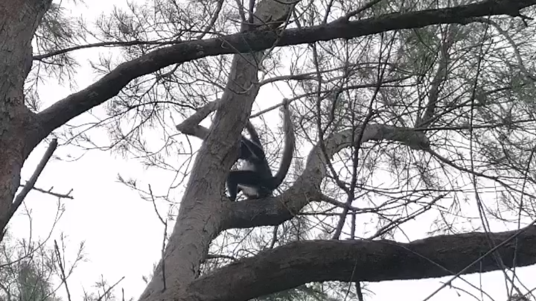Los visitantes y personal del cementerio dieron aviso al mono que se encontraba en la cima de los árboles Los visitantes y personal del cementerio dieron aviso al mono que se encontraba en la cima de los árboles
