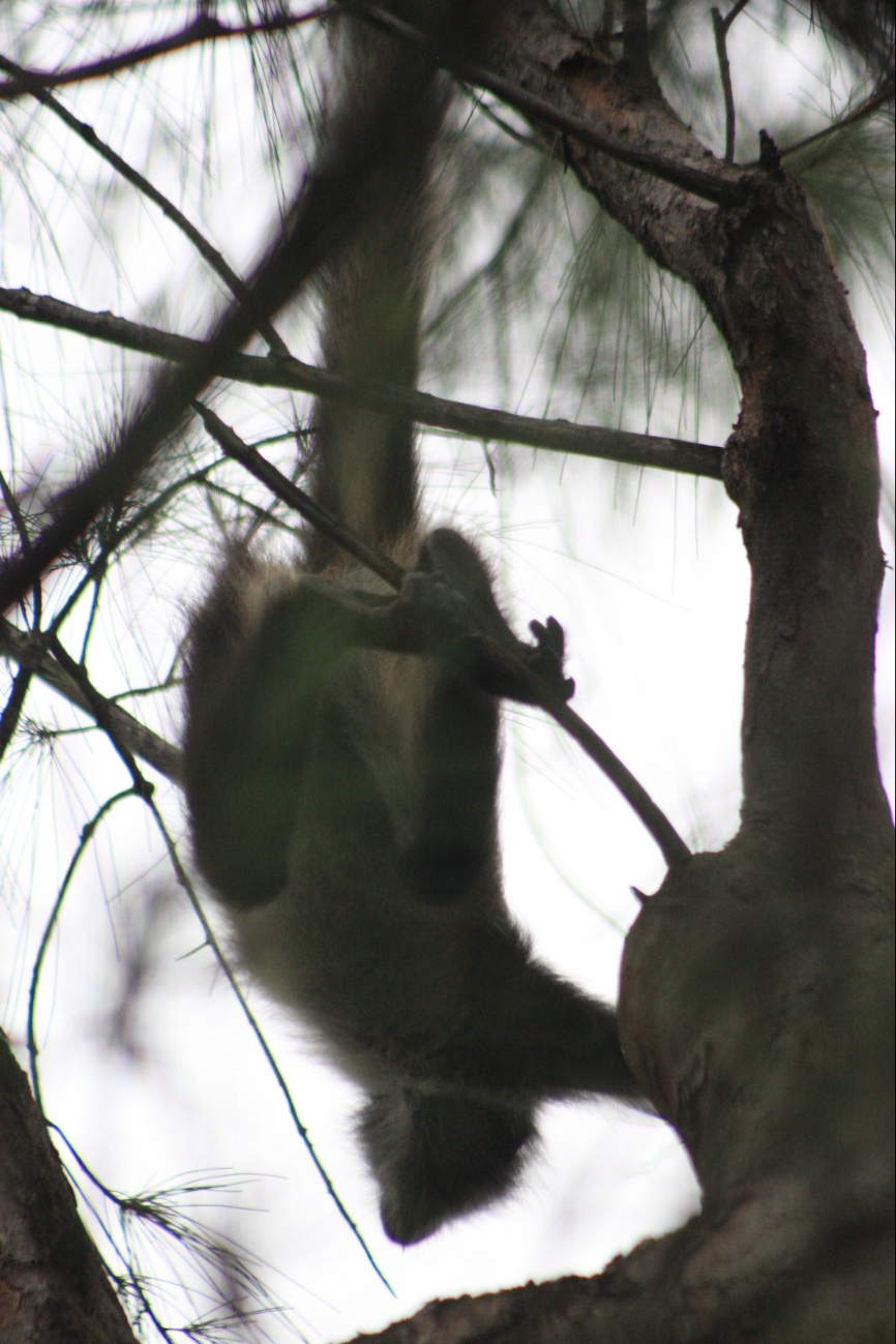 Varias personas permanecieron observando al primate, otros avisaron que en los alrededores hay más Varias personas permanecieron observando al primate, otros avisaron que en los alrededores hay más