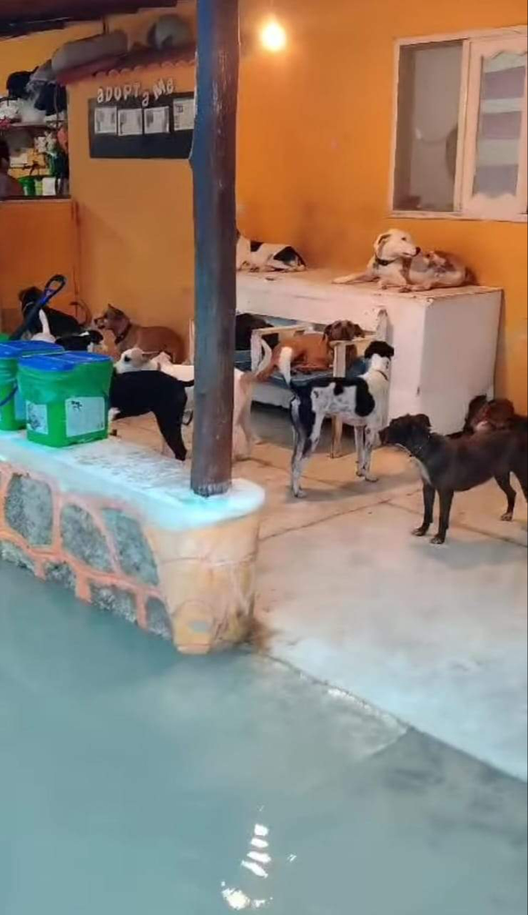 El refugio reporta más llegada de animales maltratados El refugio reporta más llegada de animales maltratados