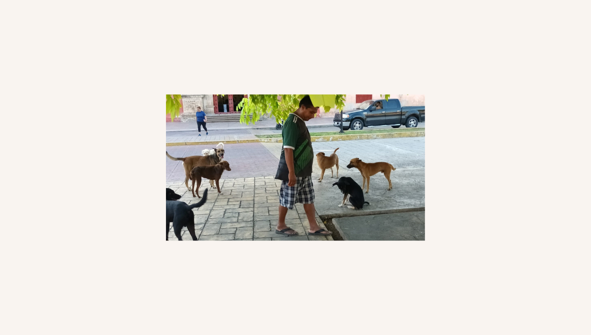 La tenencia irresponsable de mascotas también es causa del problema. La tenencia irresponsable de mascotas también es causa del problema.
