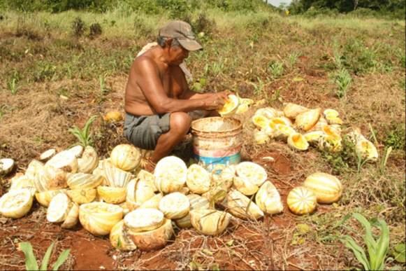 Precio de venta de la chigua, por “los suelos"