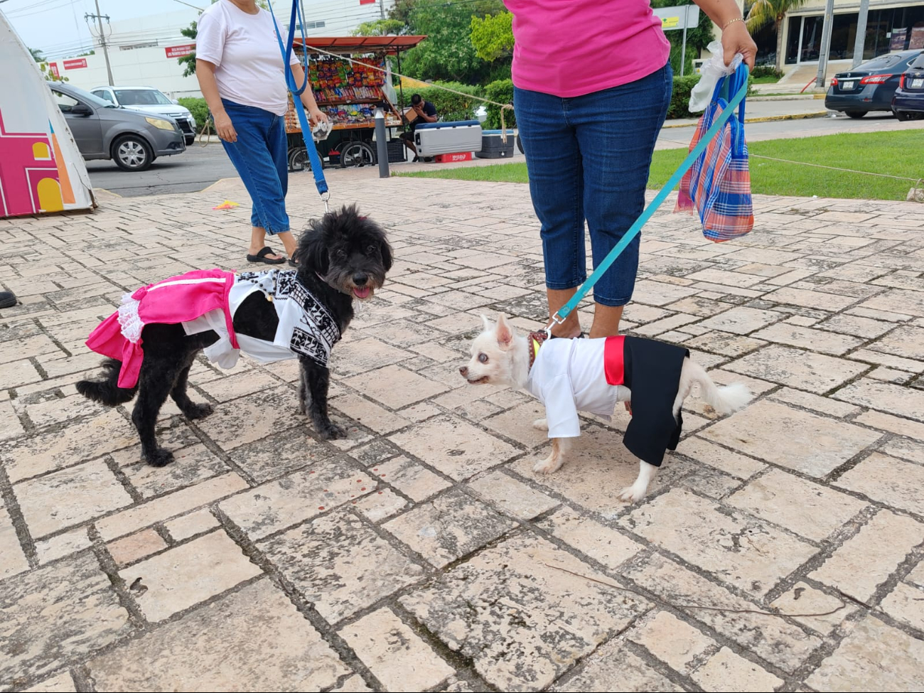 Congreso de Campeche aprueba la Comisión Especial para la protección y el Bienestar Animal