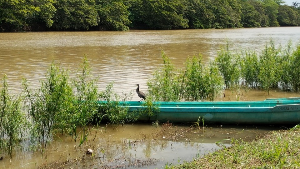 El nivel máximo histórico del Río Candelaria es de 38.95 metros, registrado en octubre de 1995 El nivel máximo histórico del Río Candelaria es de 38.95 metros, registrado en octubre de 1995