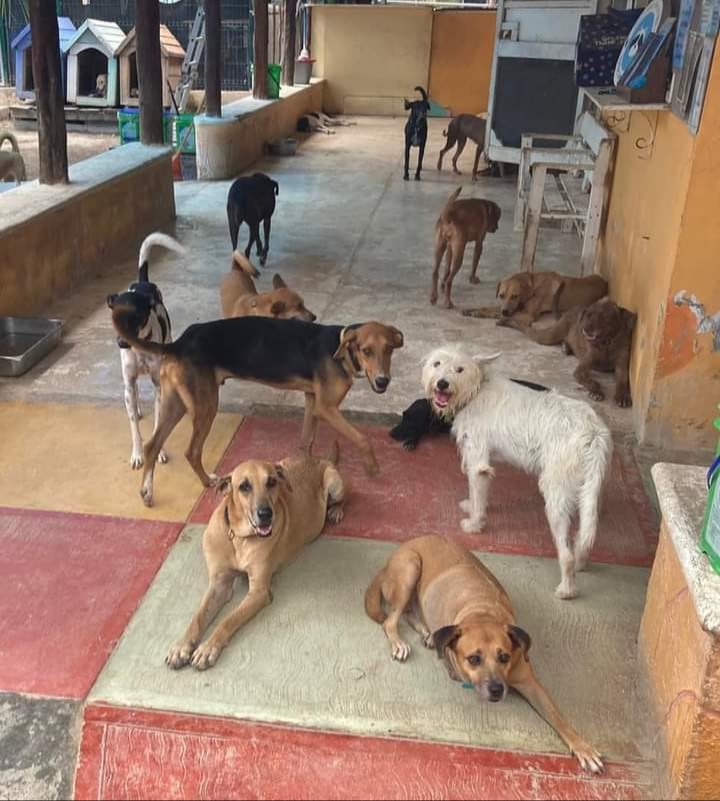 Más de 50 mascotas tuvieron que ser llevadas a otro refugio por los riesgos del huracán Más de 50 mascotas tuvieron que ser llevadas a otro refugio por los riesgos del huracán