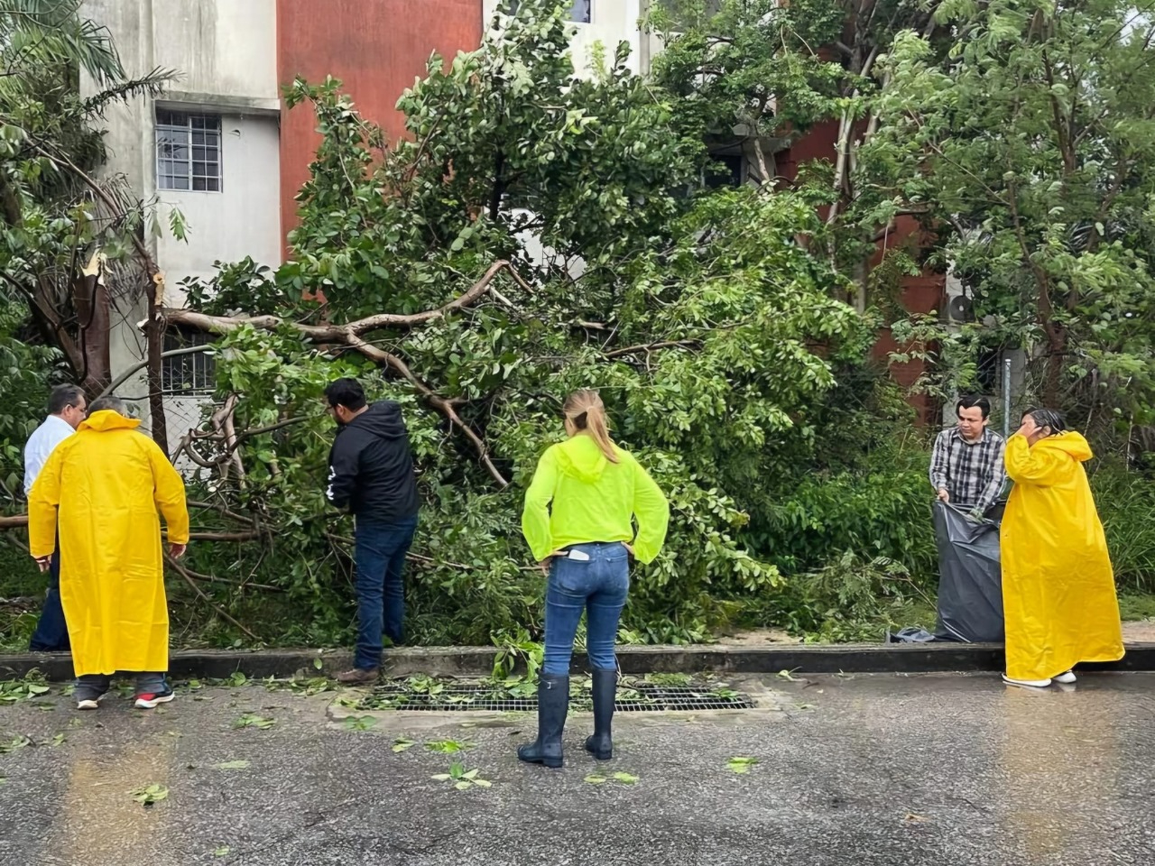 Suman más de 400 reportes por árboles y postes caídos en Mérida por las lluvias del Huracán Milton
