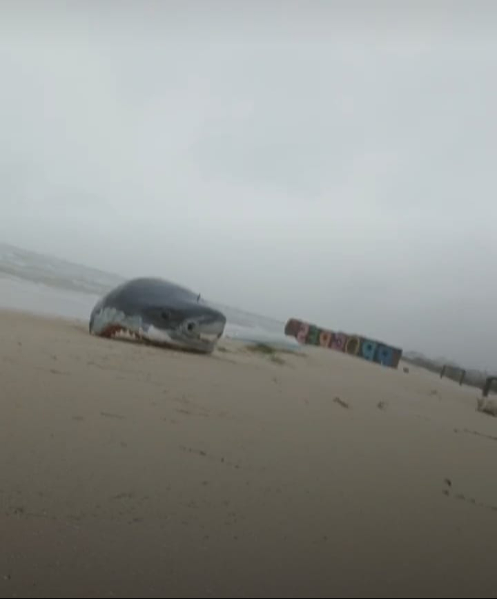 Incluso la cabeza del tiburón del muelle quedó en la orilla de la costa Incluso la cabeza del tiburón del muelle quedó en la orilla de la costa