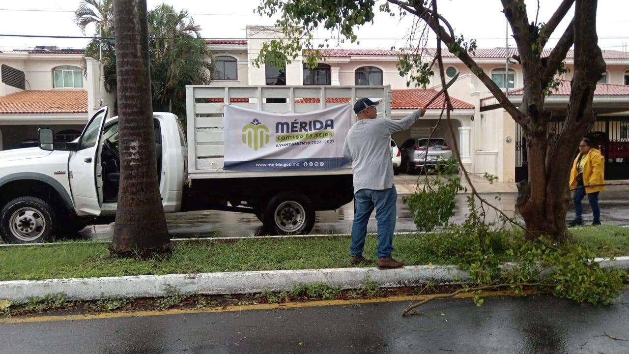 Se han retirado ramas y árboles caídos en Mérida Se han retirado ramas y árboles caídos en Mérida