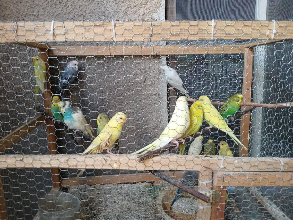 Exhiben la venta ilegal de aves exóticas y carne de venado a través de Facebook en Yucatán