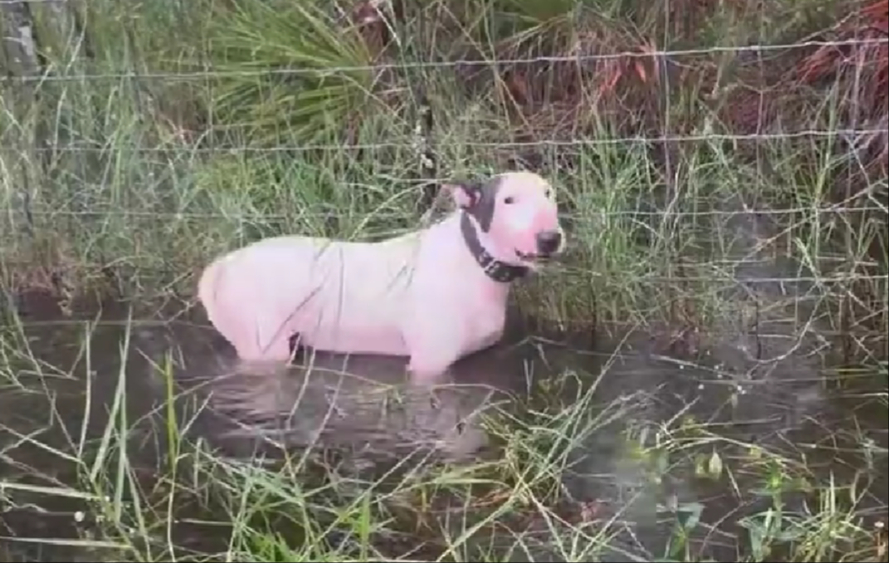 Video: Policía rescata a perro atado antes de la llegada de Milton a Florida