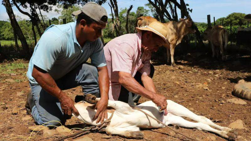 Estados que han registrado casos del Gusano Barrenador
