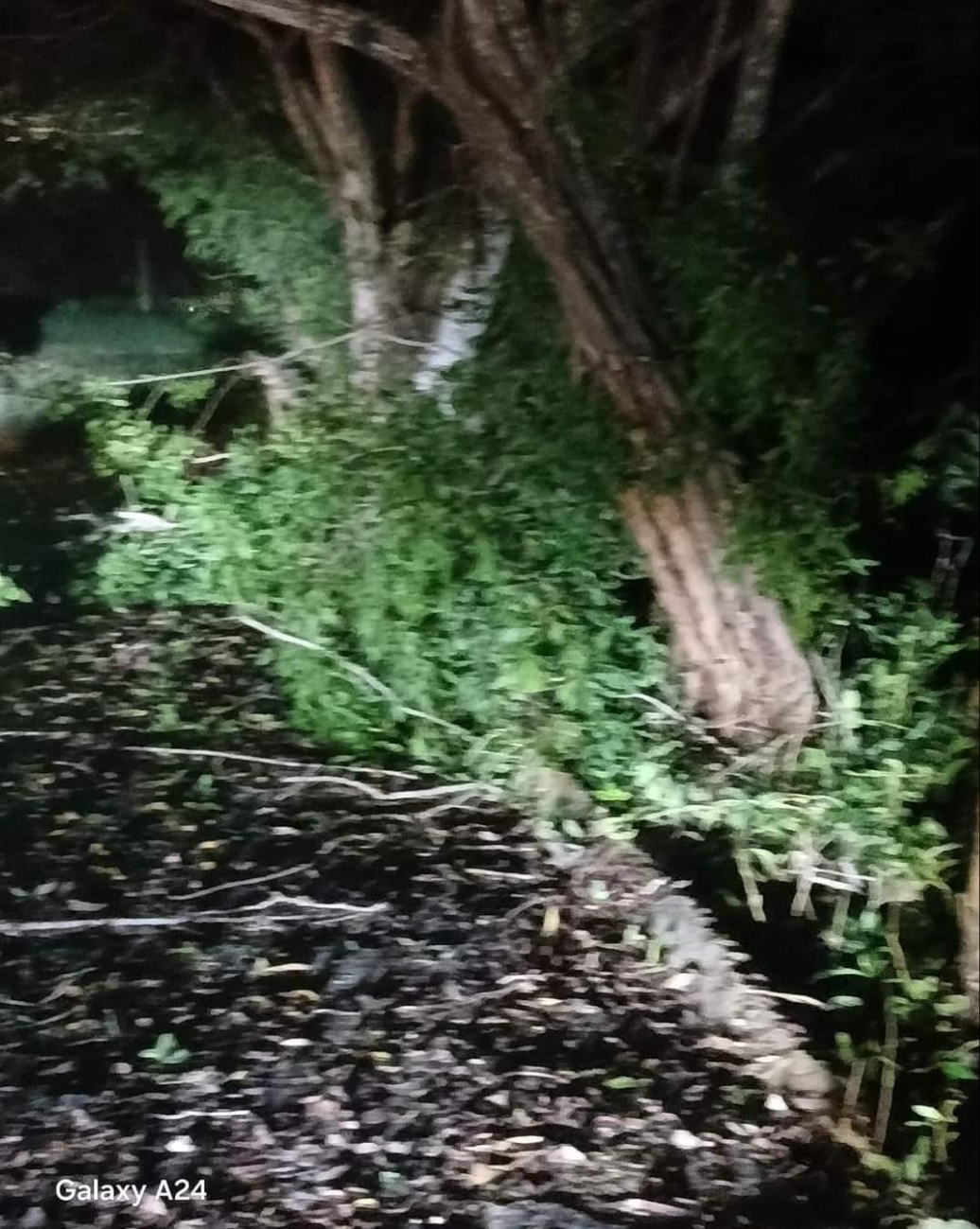 Al desviarse de la carretera, derribaron algunos árboles de alrededor Al desviarse de la carretera, derribaron algunos árboles de alrededor