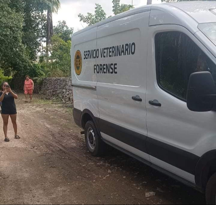 Investigan envenenamiento masivo de mascotas en Ixil; suman 15 perros y gatos muertos