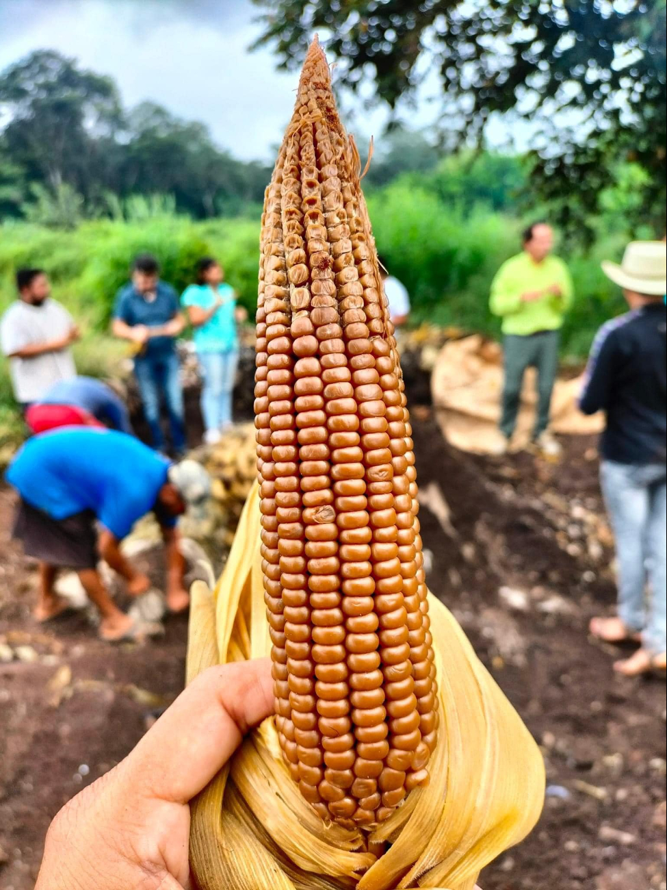 El ritual se realiza también en Yucatán, Quintana Roo, Belice y Guatemala