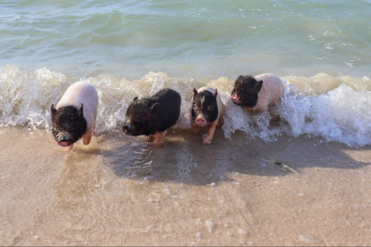 Los cerditos de Pig Beach fueron llevados a una granja en Paraíso Los cerditos de Pig Beach fueron llevados a una granja en Paraíso