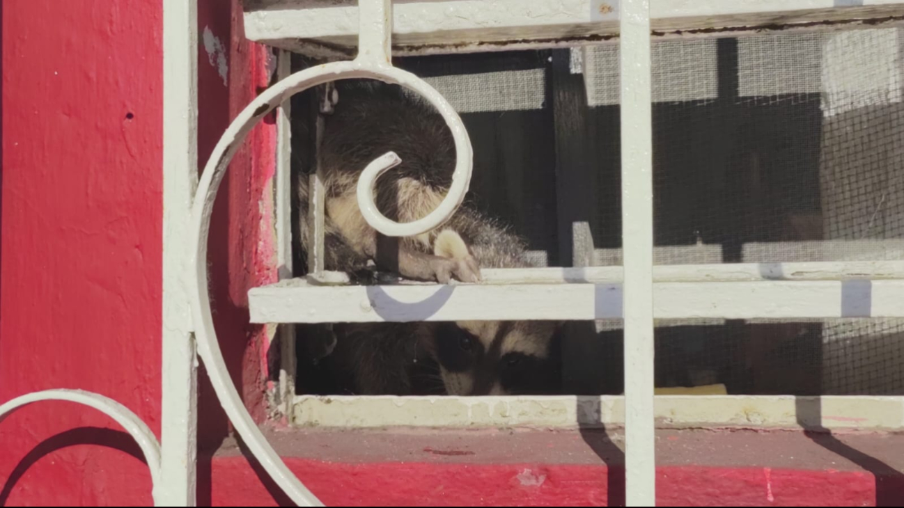 Los dueños de la casa llamaron a Protección Civil, que rescató y liberó al mapache en su hábitat natural Los dueños de la casa llamaron a Protección Civil, que rescató y liberó al mapache en su hábitat natural