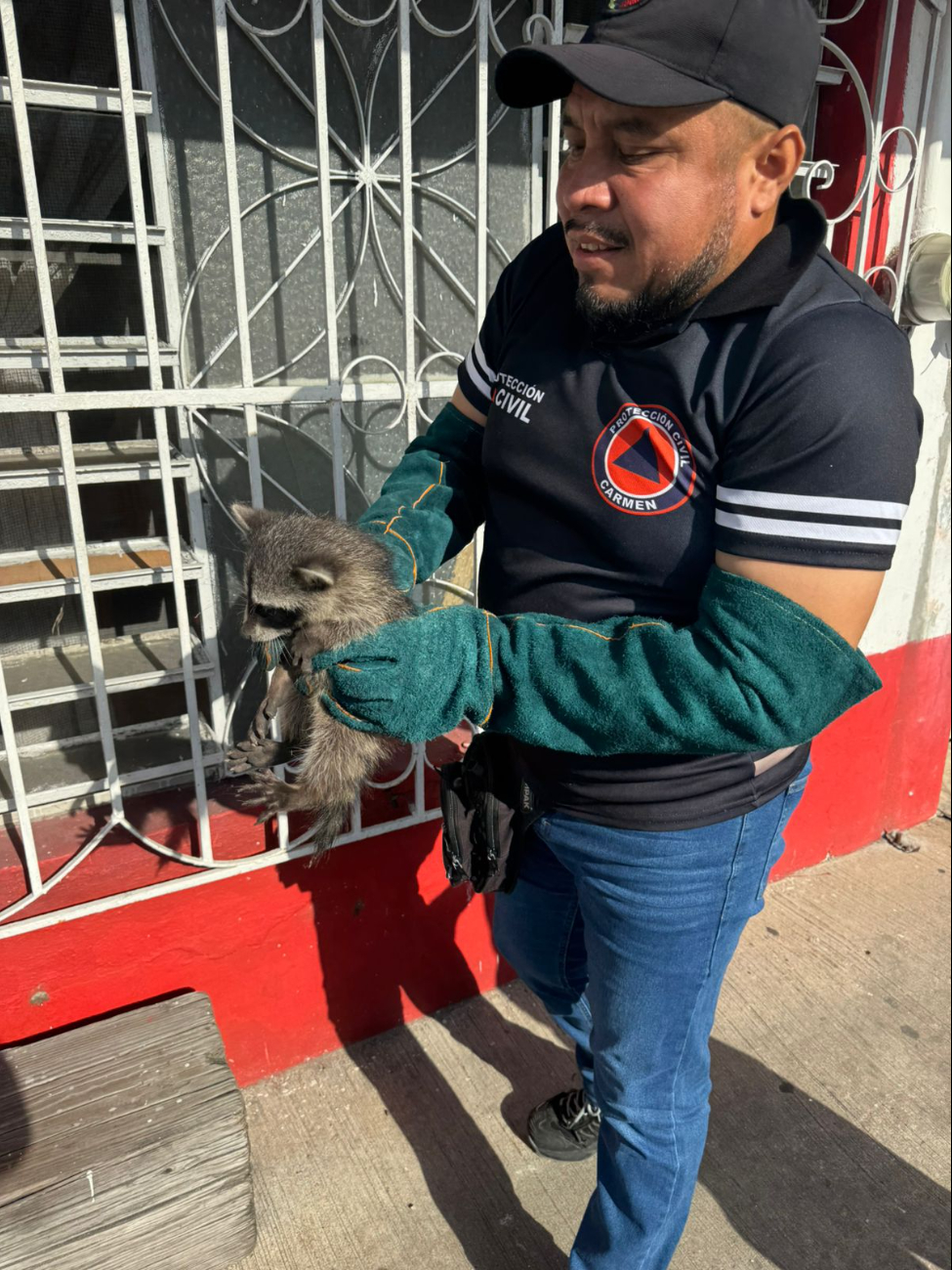 Una cría de mapache se refugió en una ventana de una casa en la avenida 10 de Julio, perseguido por un perro