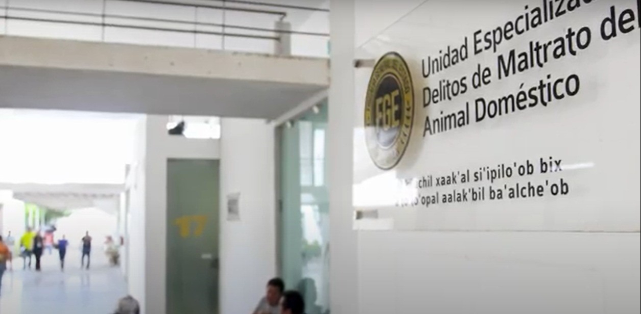 Uno de los delitos más graves que se atienden es la pelea de perros, que lleva una pena máxima de 10 años de prisión. Uno de los delitos más graves que se atienden es la pelea de perros, que lleva una pena máxima de 10 años de prisión.
