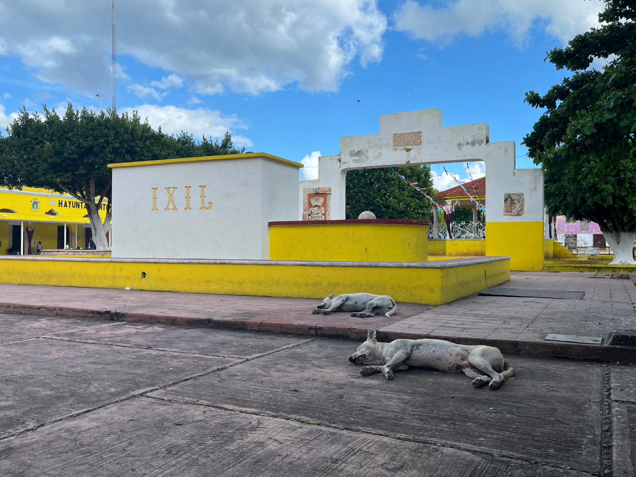   Envenenamiento de perros y gatos en Ixil, refleja una cruel realidad   