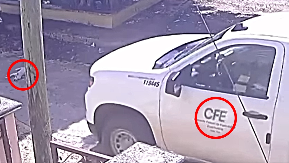El perro agonizó luego de ser atropellado por el empleado de la CFE El perro agonizó luego de ser atropellado por el empleado de la CFE