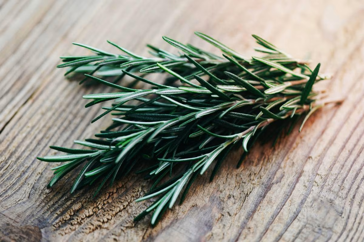 El romero, con su intenso aroma, es ideal para repeler mosquitos y también es útil en la cocina El romero, con su intenso aroma, es ideal para repeler mosquitos y también es útil en la cocina