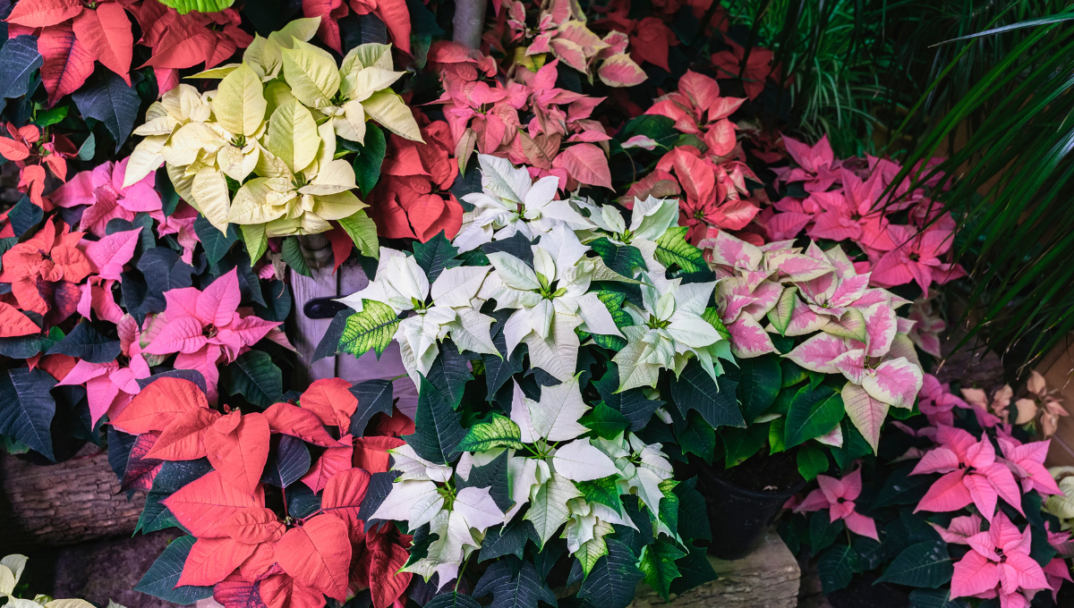 Existen variedad de colores, desde rojas, rosada, doradas y blancas Existen variedad de colores, desde rojas, rosada, doradas y blancas
