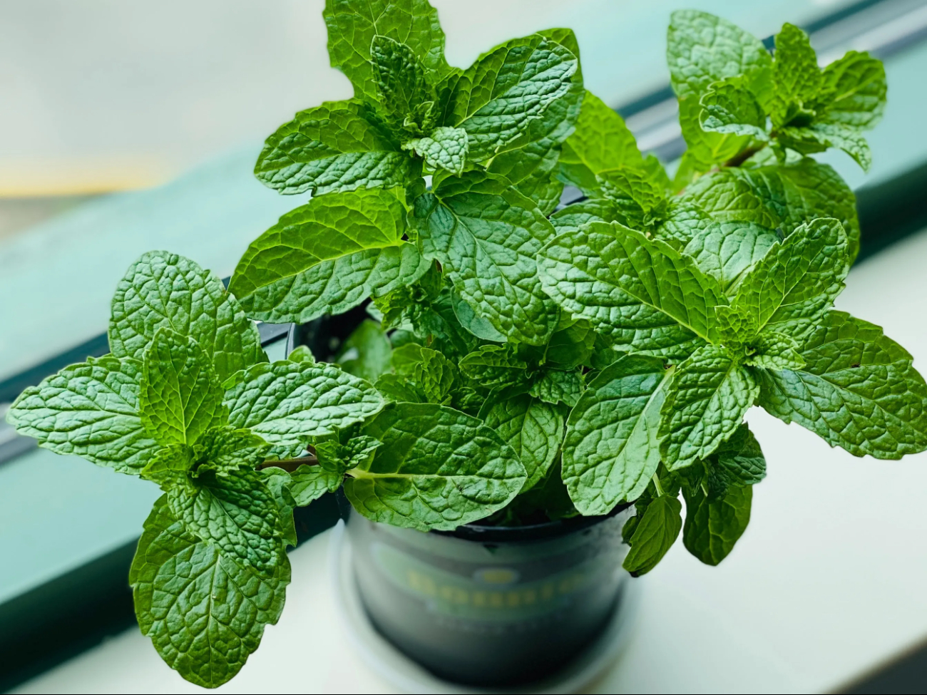 La menta, con su aroma fresco, es desagradable para los mosquitos y puede aliviar las picaduras si se aplica tópicamente La menta, con su aroma fresco, es desagradable para los mosquitos y puede aliviar las picaduras si se aplica tópicamente