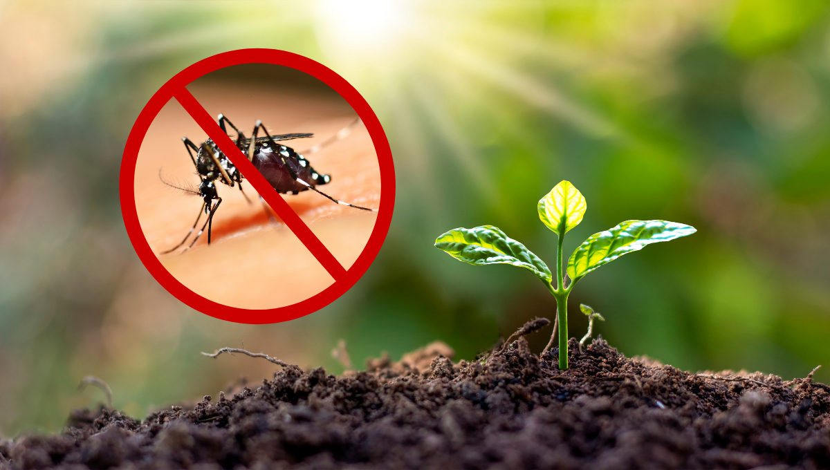 La temporada de lluvias en Campeche aumenta la proliferación de mosquitos La temporada de lluvias en Campeche aumenta la proliferación de mosquitos