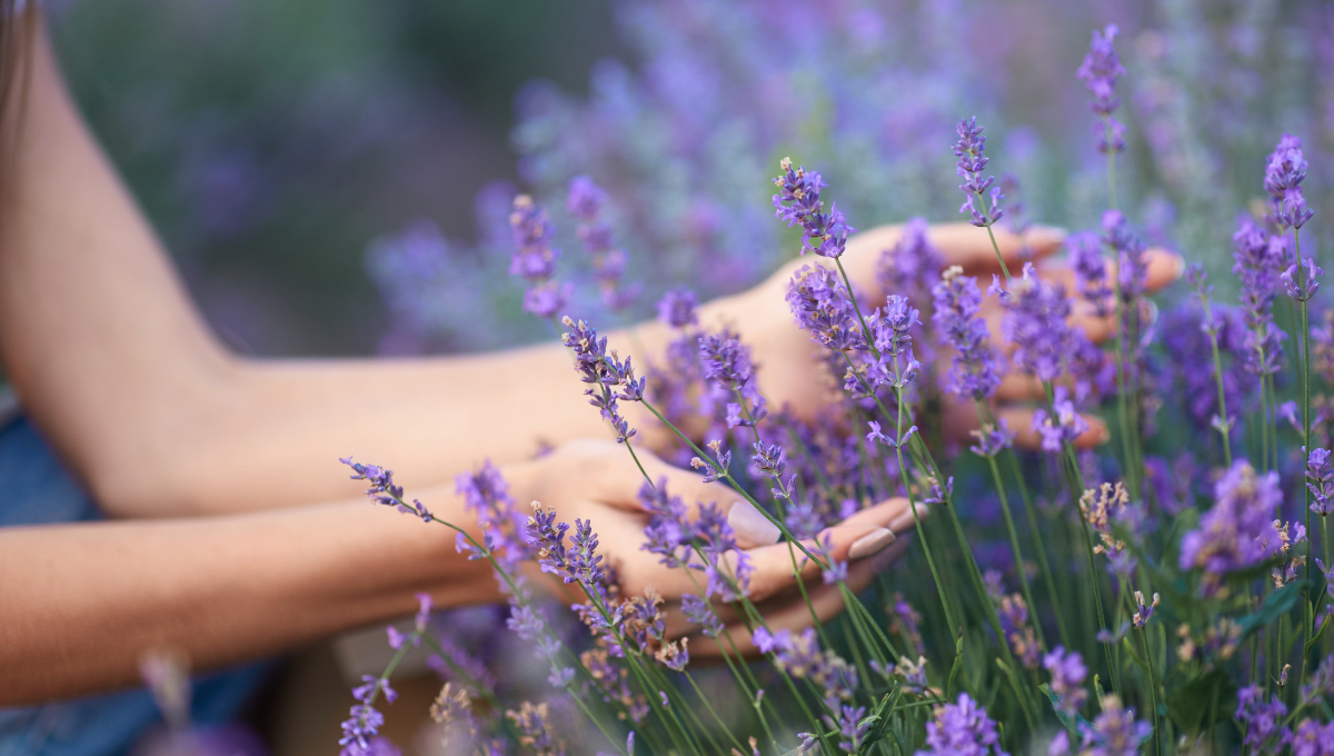 Hay plantas especiales para repeler a los mosquitos Hay plantas especiales para repeler a los mosquitos