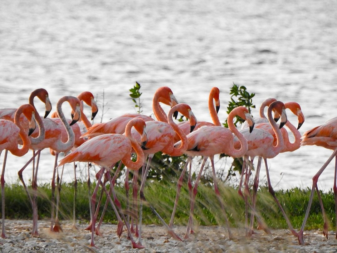 Asombran flamencos a campechanos Asombran flamencos a campechanos
