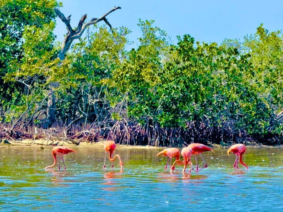 Se contabilizaron a al menos 66 especies de aves en la ría Se contabilizaron a al menos 66 especies de aves en la ría