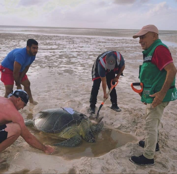 Con palas y manos, comenzaron a escarvar la arena para liberar a la tortuga Con palas y manos, comenzaron a escarvar la arena para liberar a la tortuga