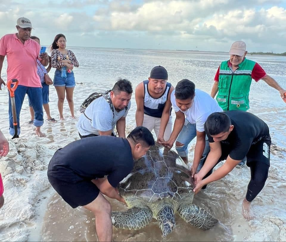 Isleños se percataron de la presencia de la tortuga, que no podía regresar al mar Isleños se percataron de la presencia de la tortuga, que no podía regresar al mar