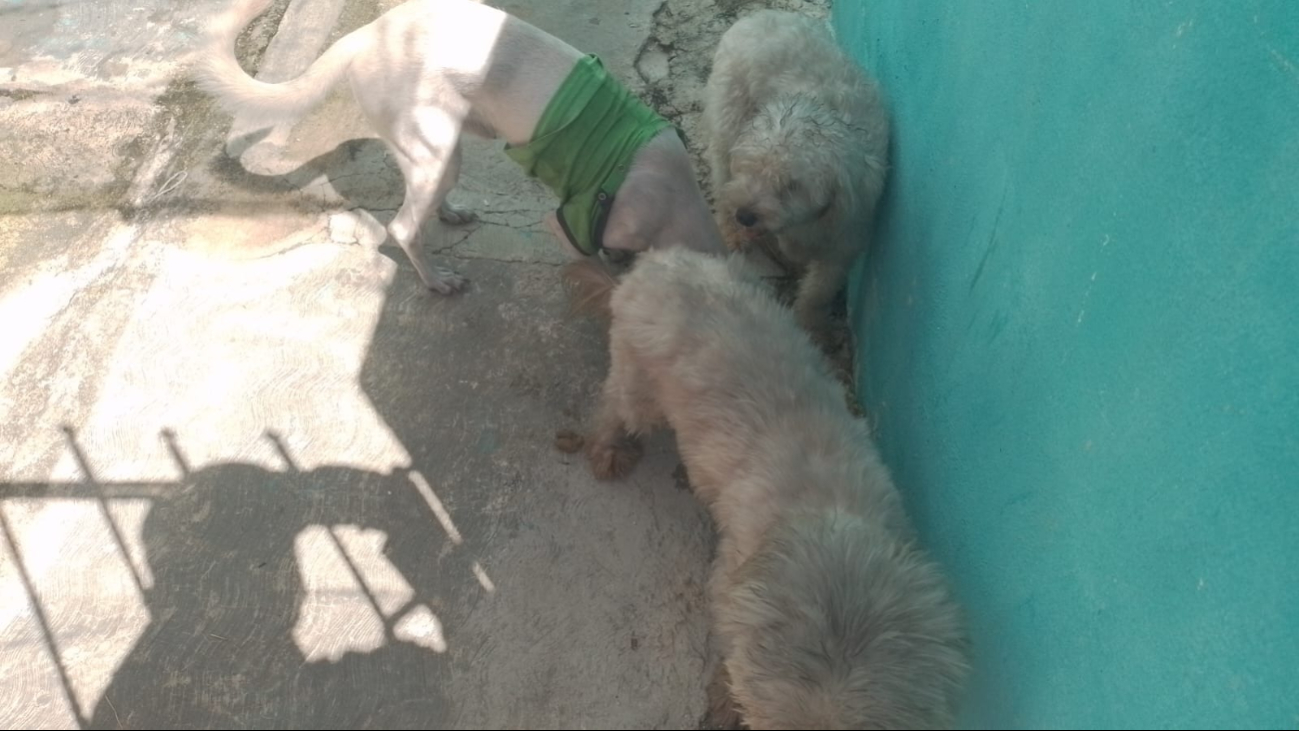 El policía Uviley Rodríguez Noh ingresó a la vivienda en llamas y salvó a dos personas y tres perros El policía Uviley Rodríguez Noh ingresó a la vivienda en llamas y salvó a dos personas y tres perros