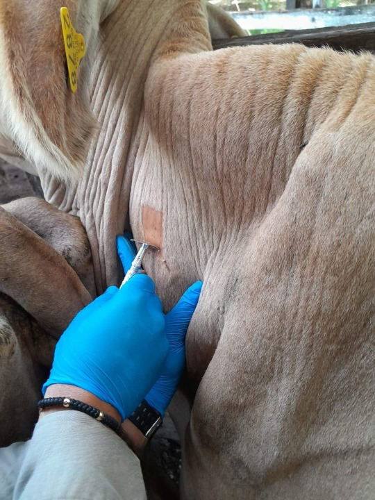 La vacunación es la mejor forma de prevenir la rabia bovina, La vacunación es la mejor forma de prevenir la rabia bovina,
