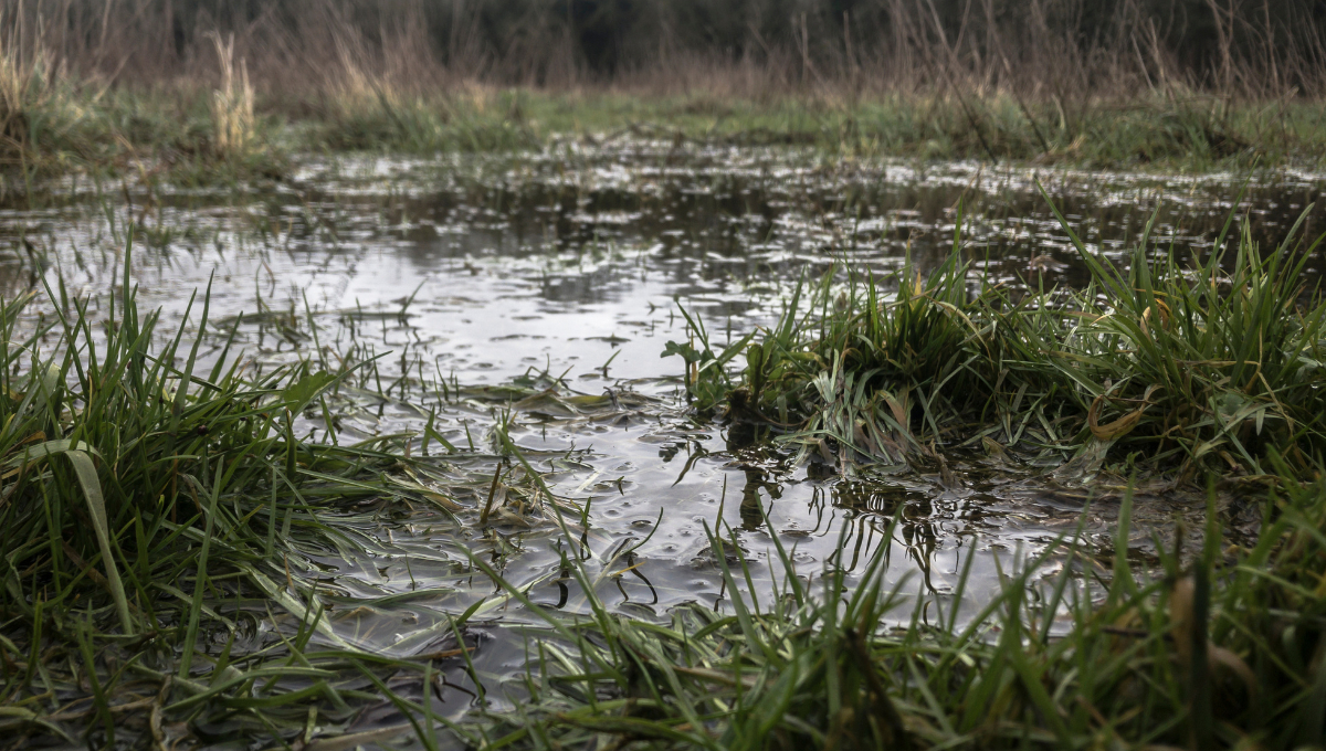 Los cultivos y pastizales están en riesgo por el exceso de agua, afectando también al ganado Los cultivos y pastizales están en riesgo por el exceso de agua, afectando también al ganado