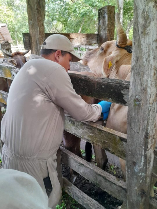 El gobierno municipal de Candelaria instó al sector ganadero a realizar trabajos preventivos en sus centros de producción El gobierno municipal de Candelaria instó al sector ganadero a realizar trabajos preventivos en sus centros de producción