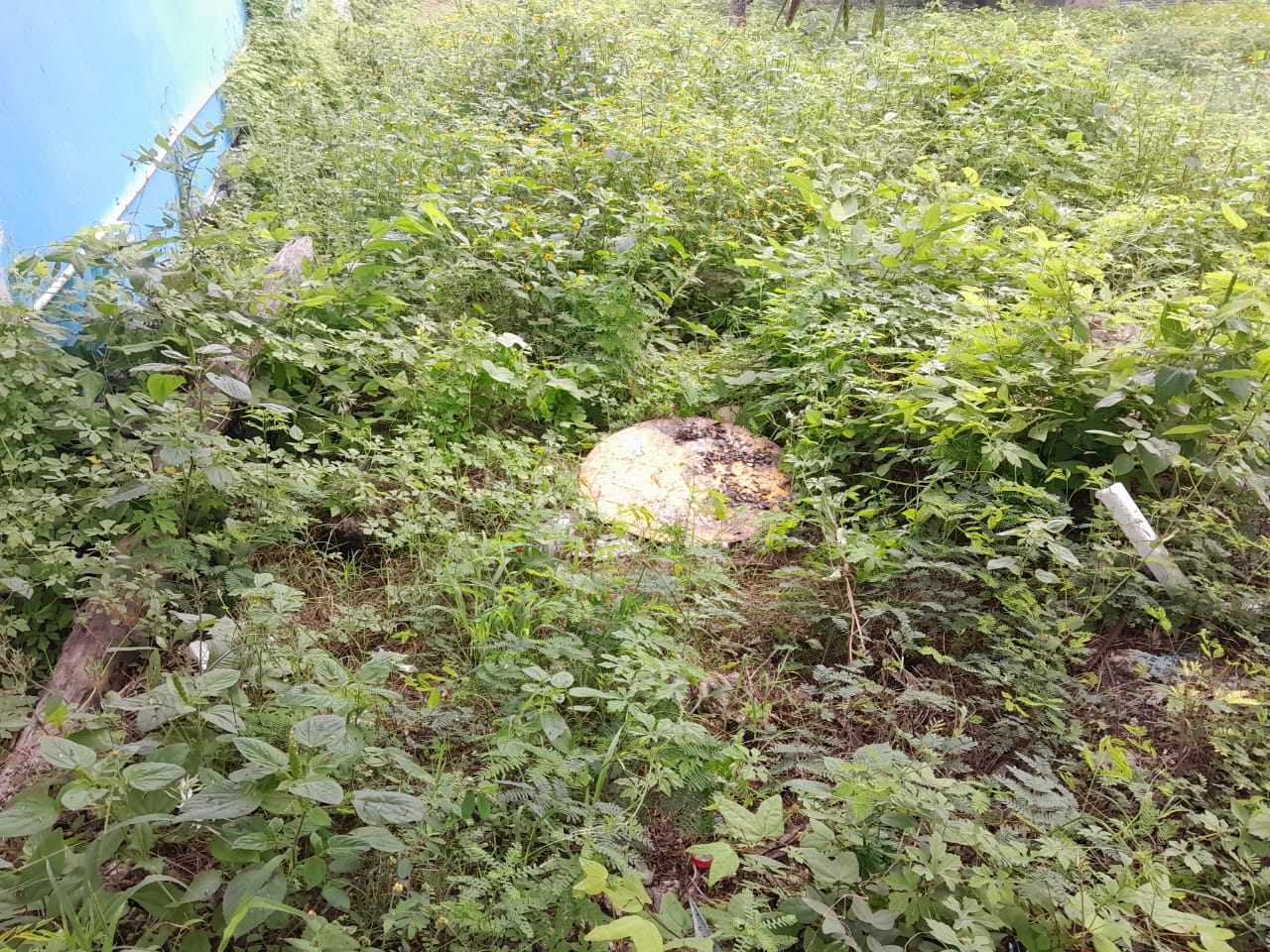 El robo fue descubierto por la mañana cuando iban a alimentar a la lora El robo fue descubierto por la mañana cuando iban a alimentar a la lora
