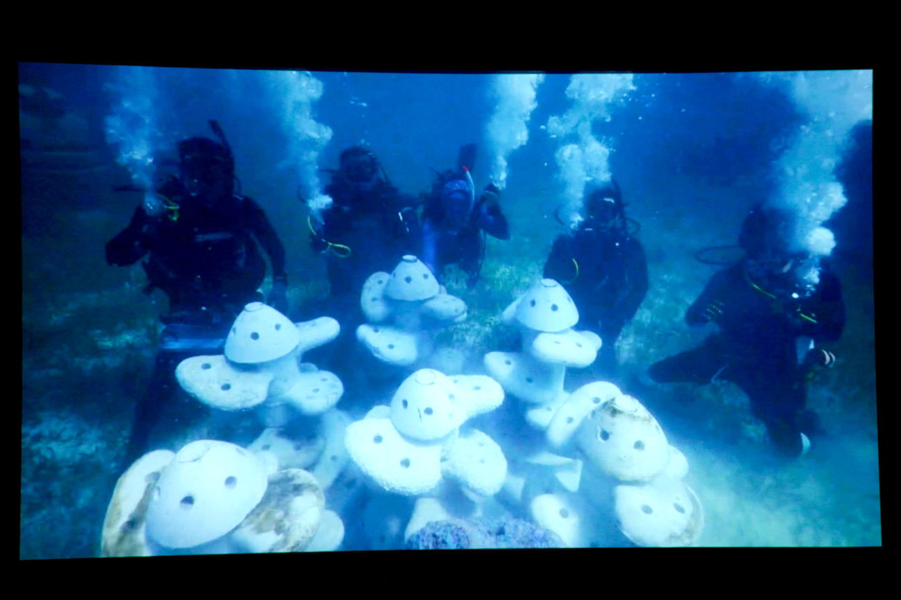 Miles de hectáreas de pasto marino ha sufrido daños en gran porcentaje Miles de hectáreas de pasto marino ha sufrido daños en gran porcentaje