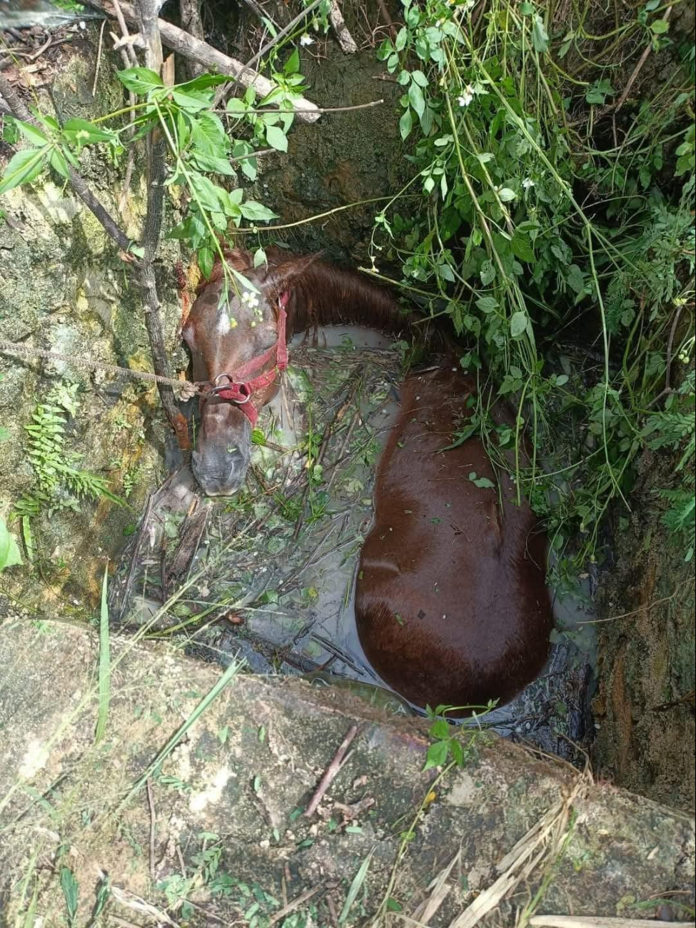 Personas cerca del área se percataron del accidente del animal. Personas cerca del área se percataron del accidente del animal.
