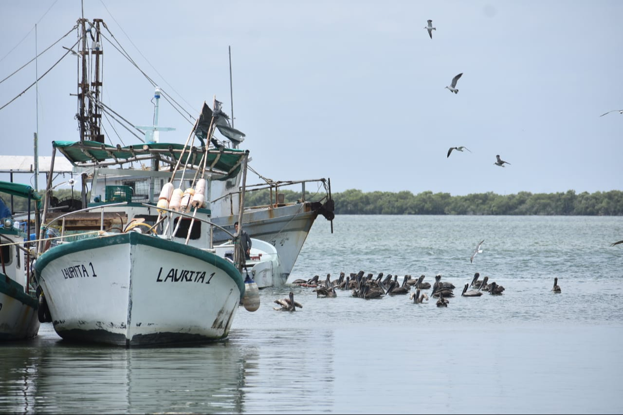 La Dirección de Pesca de Progreso conoce casos de menores de edad en barcos La Dirección de Pesca de Progreso conoce casos de menores de edad en barcos