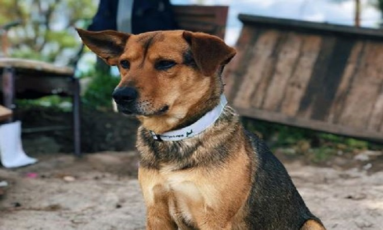 Habitantes temen por su seguridad y la de sus mascotas ante el malintencionado uso de químicos