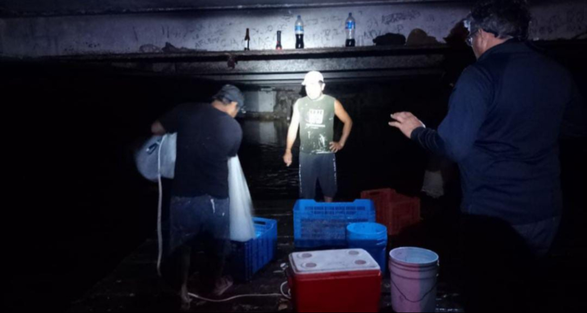 Personal de la Profepa aseguró 20 kilos de producto; algunos pescadores huyeron y otros se mantuvieron, pero no hubo detenciones. Personal de la Profepa aseguró 20 kilos de producto; algunos pescadores huyeron y otros se mantuvieron, pero no hubo detenciones.